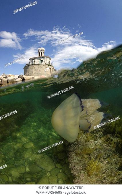 Barrel Jellyfish near Sant Clemente Church of Piran, Rhizostoma pulmo, Kap Madona, Adriatic Sea, Slovenia