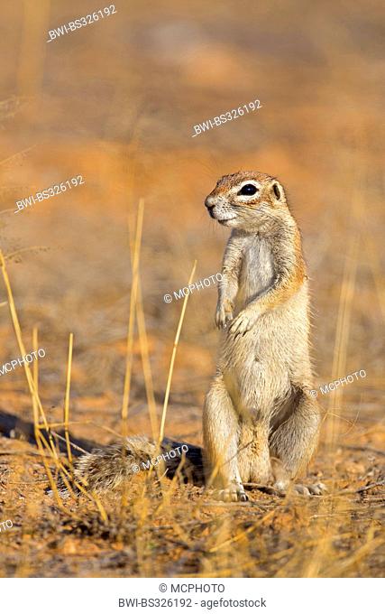 South African ground squirrel, Cape ground squirrel (Geosciurus inauris, Xerus inauris), standing erect, South Africa, Kgalagadi Transfrontier National Park