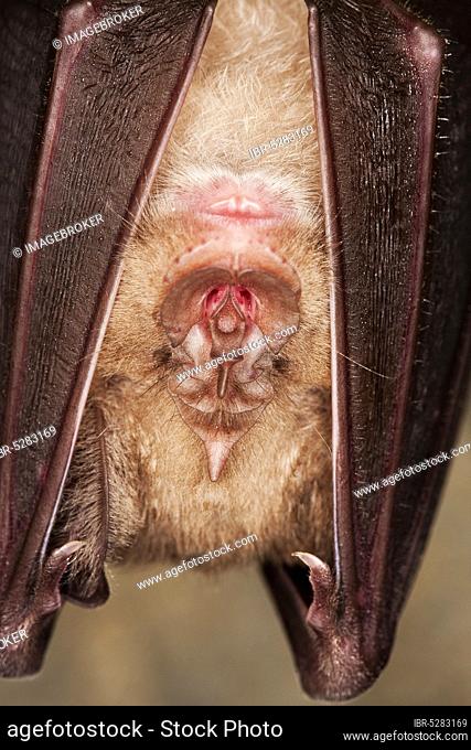 GREATER HORSESHOE BAT (rhinolophus ferrumequinum), CLOSE-UP OF HEAD, ADULT HIBERNATING IN A CAVE, NORMANDY IN FRANCE
