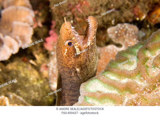 Barred-fin moray, Gymnothorax zonipectis, foraging at night, Dumaguete, Negros, Philippines