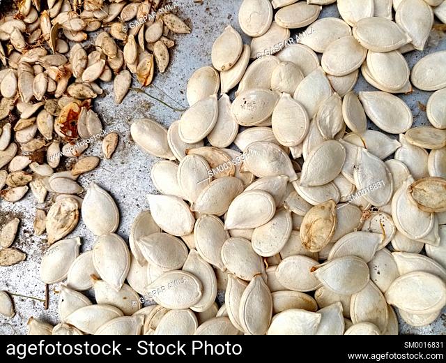 Close-up of some cantaloupe seeds (left) and pumpkin seeds (right), side by side for size comparison