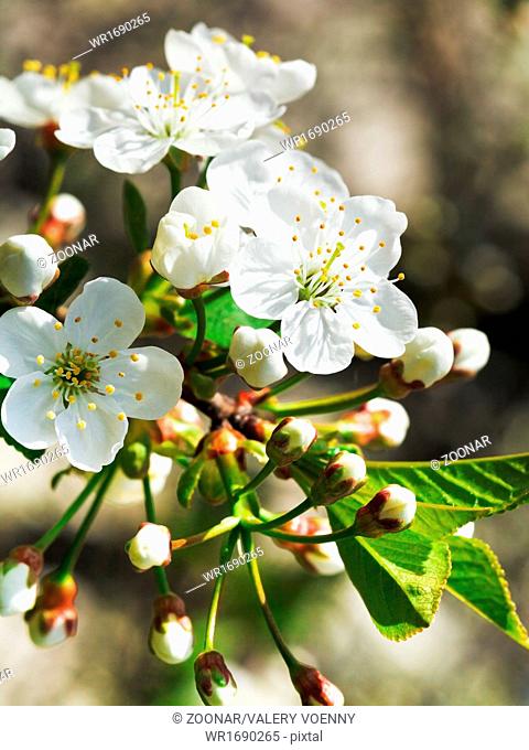 white flowers of flowering cherry close u