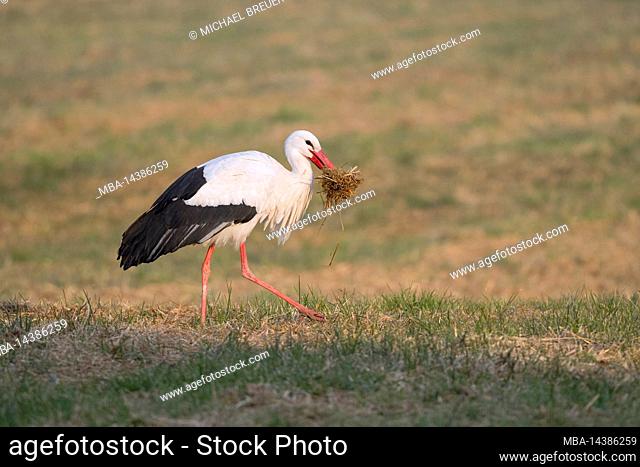 White stork with nesting material in beak on a meadow, Ciconia Ciconia, Hesse, Germany, Europe