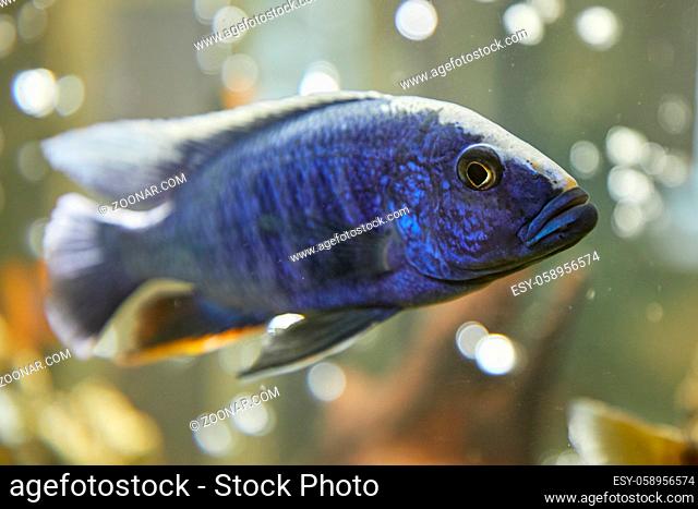 Underwater image of tropical fish. Tropical cichlids in aquarium