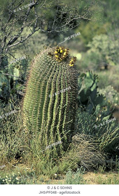 Barrel Cactus , Ferocactus wislizenii , Sonora Desert , Arizona , USA , America , cactus fruit