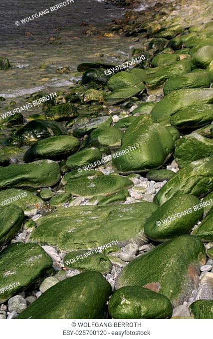 algae covered rocks