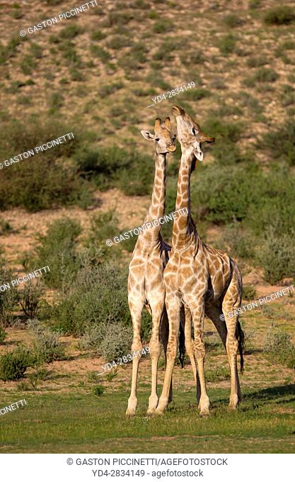 Giraffe (Giraffa giraffa giraffa), Kgalagadi Transfrontier Park, Kalahari desert, South Africa/Botswana
