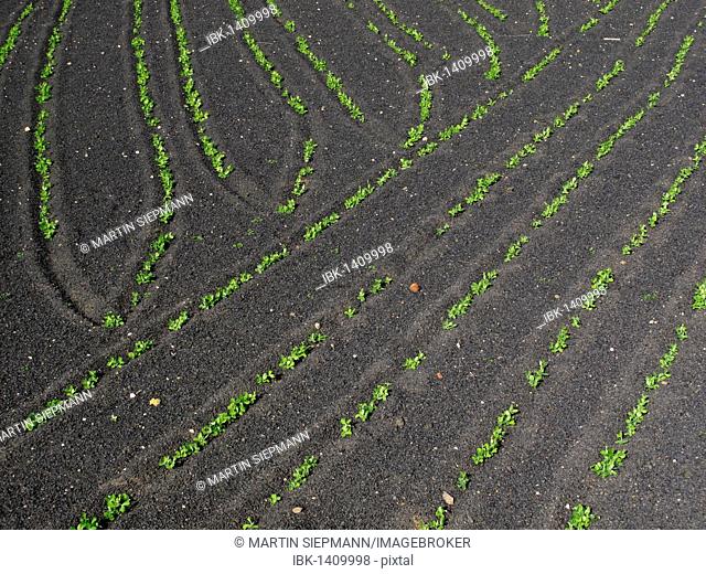 Young plants on a field with lava soil, Lanzarote, Canary Islands, Spain, Europe