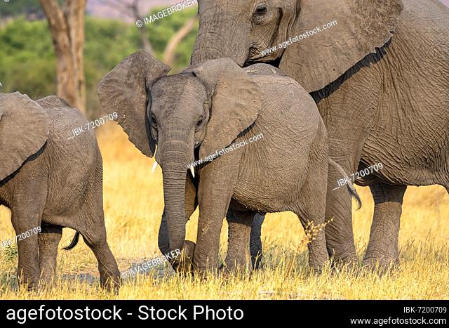 African elephant (Loxodonta africana), cow with young, Savuti, Chobe National Park, Botswana, Africa