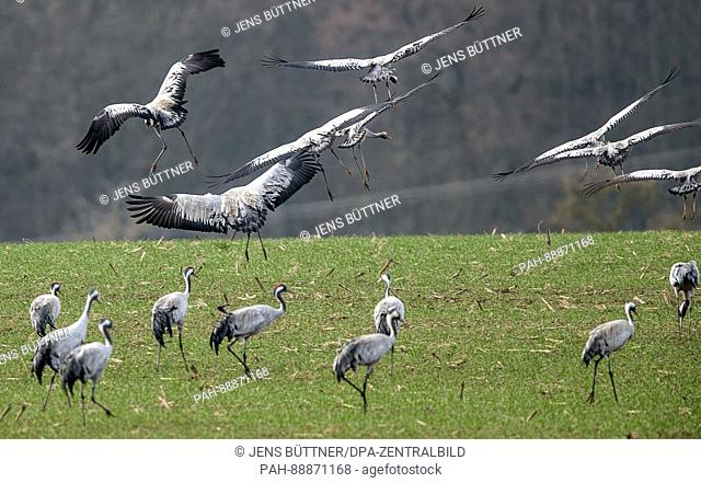 A group of cranes rest in a field in Luebstorf. Germany, 08 March 2017. Thousands of cranes are stopping off to rest in the German state as they return from the...