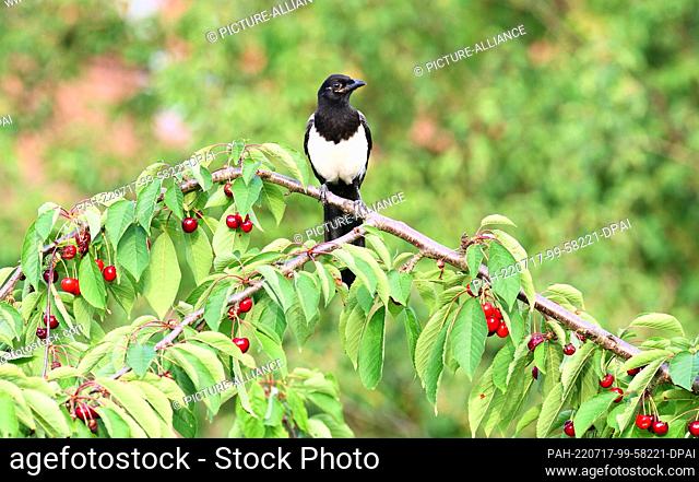 21 June 2022, Berlin: 21.06.2022, Berlin. A magpie (Pica Picaa) sits on a branch full of cherries on a cherry tree. Photo: Wolfram Steinberg/dpa Photo: Wolfram...