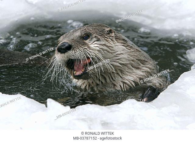Brook, frozen over, hole, otters,  Lutra lutra, portrait,  Series, animal portrait, nature, river, water, ice, Eisloch, fauna, Wildlife, animal, wild animal