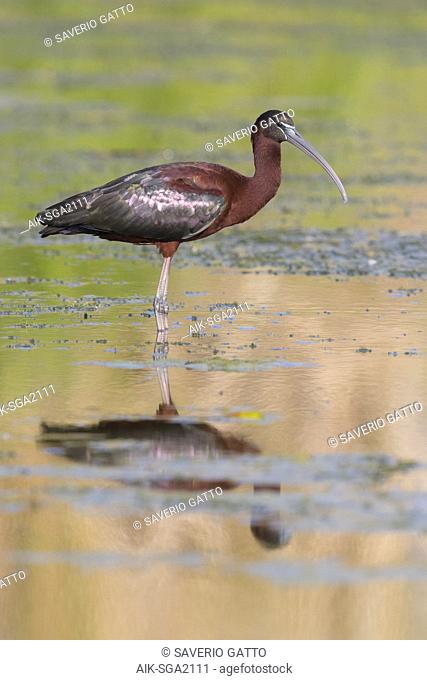 Glossy Ibis (Plegadis falcinellus), adult standing in the water at sunset
