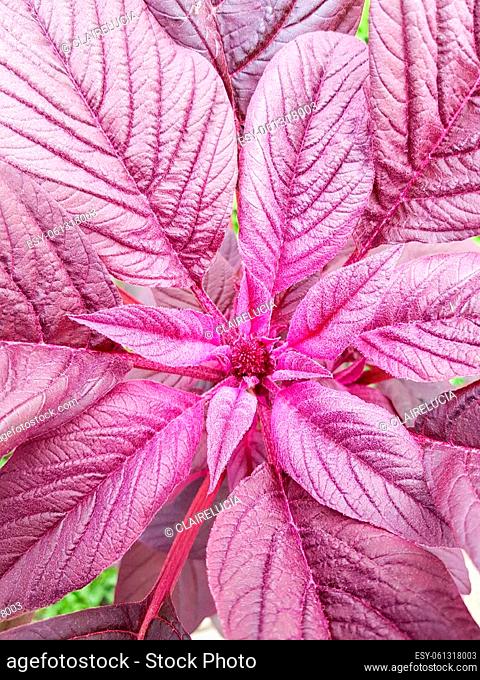 Floral background of red amaranth leaves, Phyllotaxis - arrangement of leaves. Red amaranth - Amaranthus gangeticus in the garden on the terrace