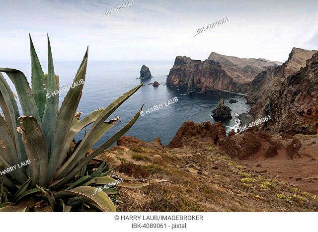 Rocky coast, Ponta de São Lourenço, Agave (Agave) at the front, Madeira, Portugal