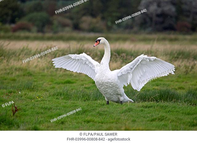 Mute Swan Cygnus olor adult, flapping wings, standing on grazing marsh, Suffolk, England, September