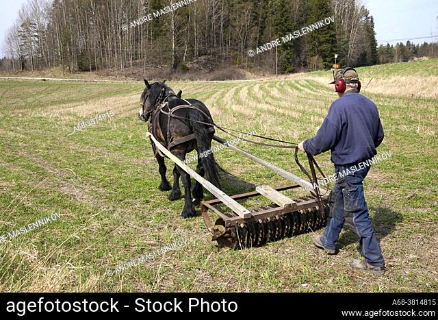 Farmer with a North Swedish horse with ring roller