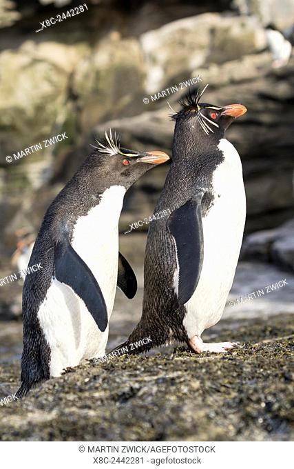 Rockhopper penguin (Eudyptes chrysocome), subspecies southern rockhopper penguin (Eudyptes chrysocome chrysocome). South America, Falkland Islands, January