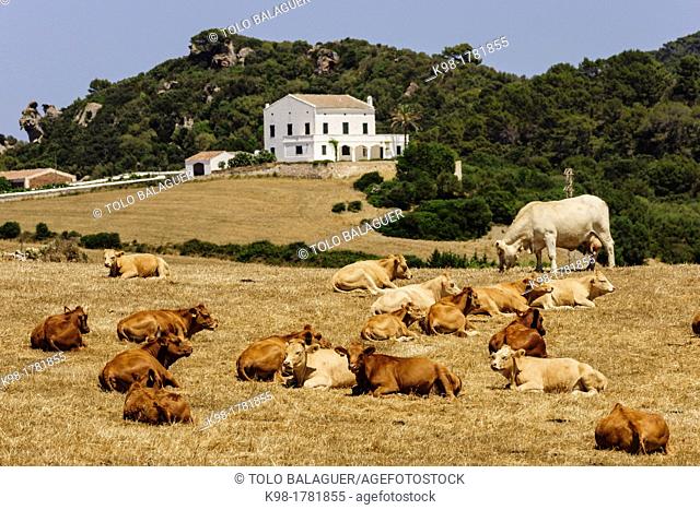 beef cattle, Alaior, Menorca, Balearic Islands, Spain, Europe