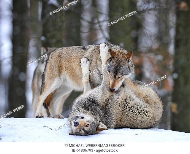 Mackenzie Valley Wolves, Canadian Timber Wolves (Canis lupus occidentalis), young playing in the snow