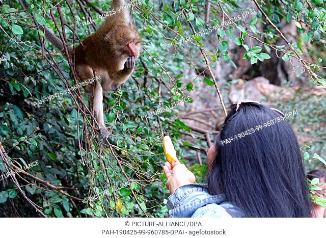 04 March 2019, Thailand, Takua Thung: A woman feeds a macaque monkey at Wat Suwan Kuha, also called Wat Tham (""cave temple"")