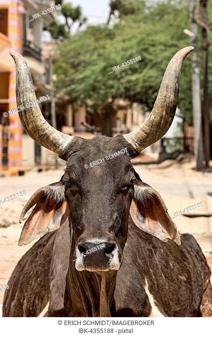 Zeburind, Zebu Cattle, zebu or hump cattle (Bos primigenius indicus) on the road, portrait, Bera, Rajasthan, India