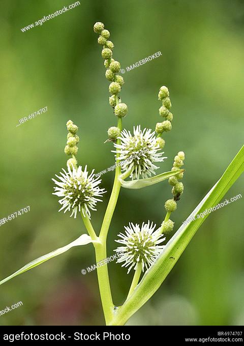 Simplestem bur-reed (Sparganium erectum) in inflorescence, North Rhine-Westphalia, Germany, Europe