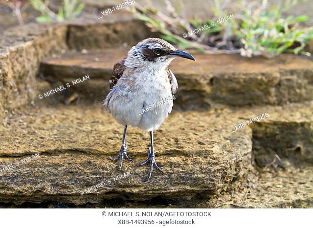 Galapagos mockingbird Mimus parvulus in the Galapagos Island Archipelago, Ecuador  MORE INFO There are a total of 4 endemic species of mockingbirds in the...