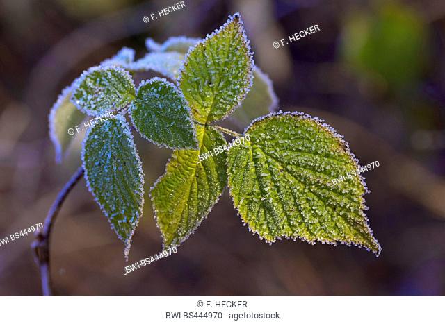 shrubby blackberry (Rubus fruticosus agg.), leaves with hoar frost, Germany