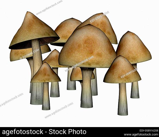 Common mushrooms isolated in white background - 3D render