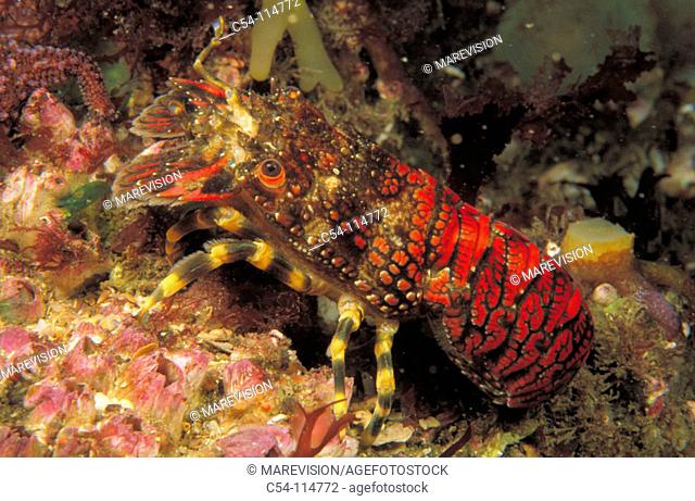 Lobster (Scyllarus arctus)