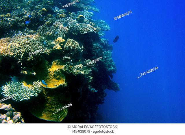 Coral reef, Mayotte, Comoros archipelago, France