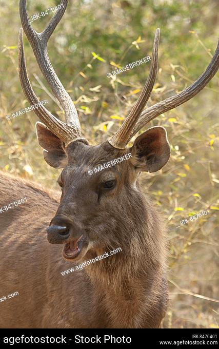 Sambar deer (Rusa unicolor) adult male buck animal head portrait, Bandhavgarh, Madhya Pradesh, India, Asia