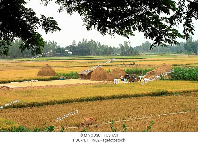A paddy field at Rajshahi district of Bangladesh