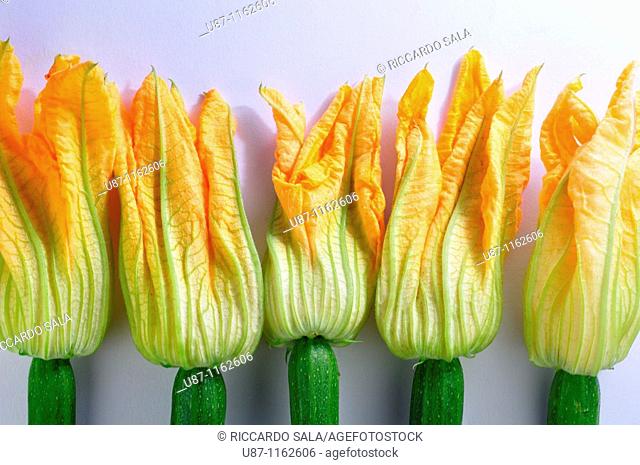 Zucchini flowers, Courgette blooms, Pumpkin flower