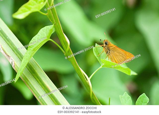 A skipper butterfly on a green leaf