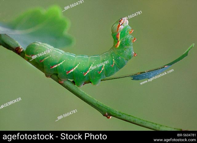 Large moth (Peridea anceps), caterpillar, feeds on leaves of english oak (Quercus robur), Italy, Europe