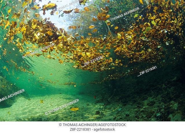 underwater picture from a mountain stream with leaves on the water surface