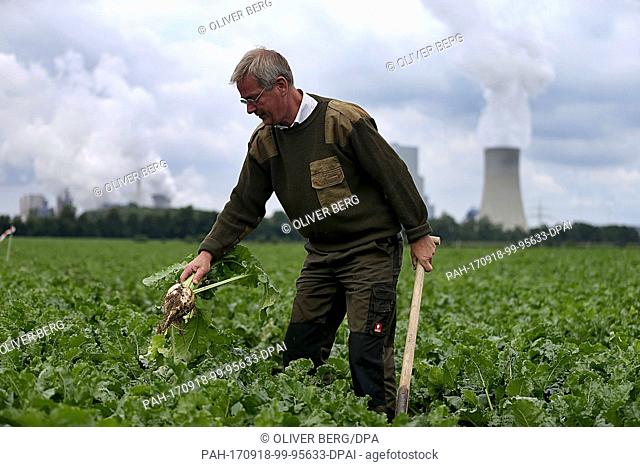 German farmer Hubertus Velder with a sugar beet in his field near Bergheim, Germany, 25 July 2017. European Union subsidies guaranteeing a minimum price for the...