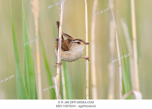 Marsh Wren - holding on to reeds (Cistothorus palustris). CT USA in June