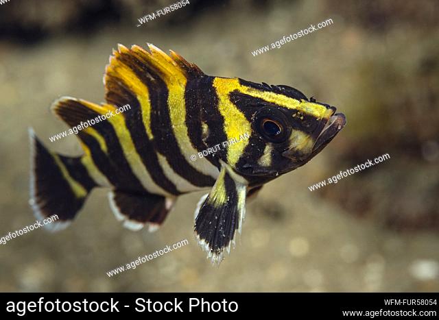 Juvenile Treefish, Sebastes serriceps, Catalina Island, California, USA
