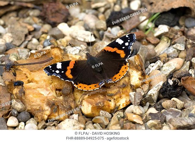 Red admiral Male feeding on squashed apple