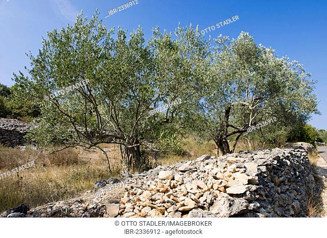 Olive grove, Kukljica, Ugljan Island, Adriatic Sea, Zadar, Dalmatia, Croatia, Europe