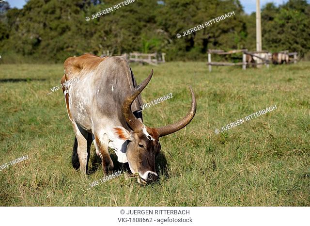 originale Pantanal cattle with huge horns, PANTANAL, MATO GROSSO, Brasil, South America - PANTANAL, MATO GROSSO, BRASIL, 29/07/2009