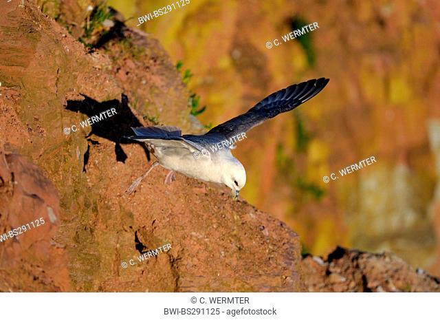 northern fulmar (Fulmarus glacialis), flying at an rock wall, Germany, Schleswig-Holstein, Heligoland