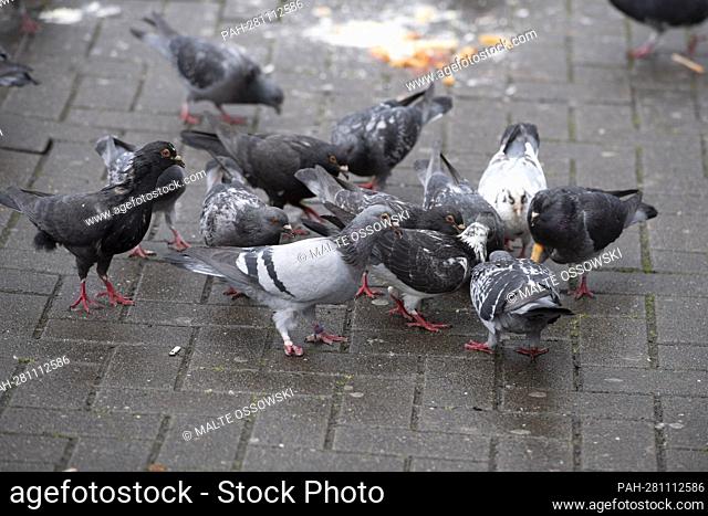 Pigeons eat fallen food withtel, pigeon plague, Duesseldorf main station on March 31, 2022, . - Dusseldorf/NRW/Deutschland