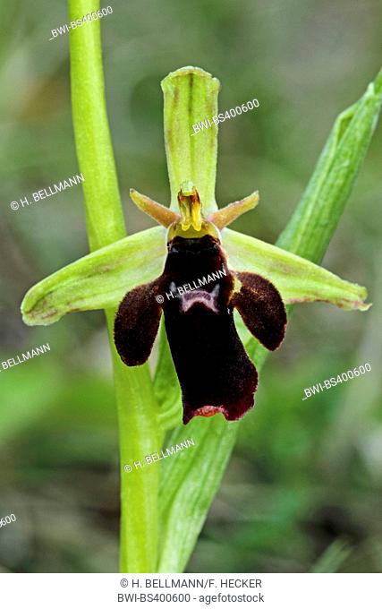 Hybrid-Blasses-und Stattliches-Knabenkraut (Ophrys x devenensis, Ophrys x apiculata), hybrid between Ophrys holoserica and Ophrys insectifera, Germany