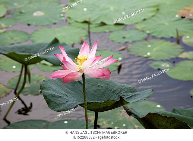 Lotus flower (Nelumbo sp.), in a pond in a Mekong Delta, South Vietnam, Vietnam, Southeast Asia