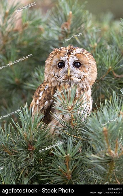 Tawny Owl, tawny owls (Strix aluco), Owls, Animals, Birds, Owls, Tawny Owl adult, perched in pine tree, England, August (captive)