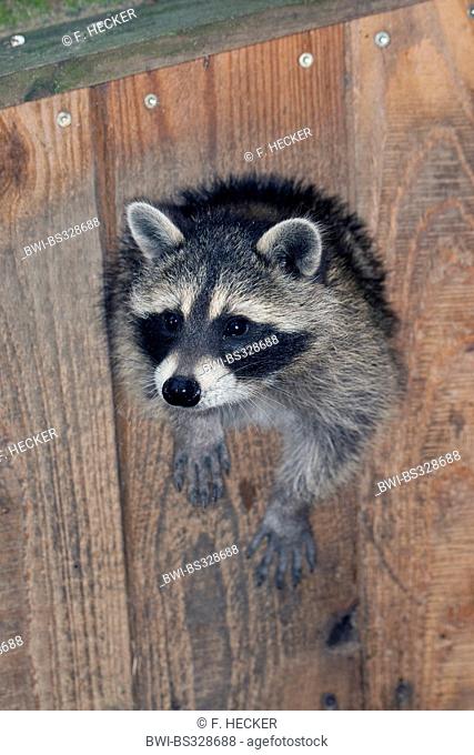 common raccoon (Procyon lotor), three months old young animal looking out of its cave, Germany